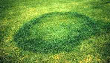 Fairy Rings 