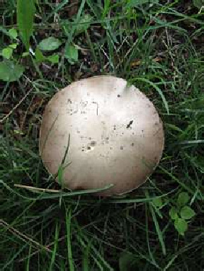 White Mold Mushrooms Show Up