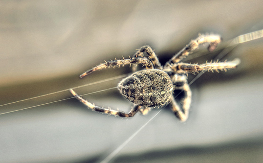 Get Our #1 Best Wolf Spider Control