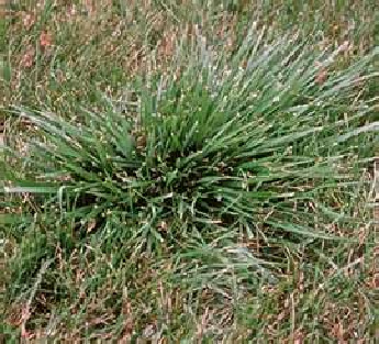 When to cut new fescue online grass