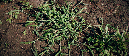 pre-emergent-weed-control-service