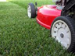 weed control lawn care