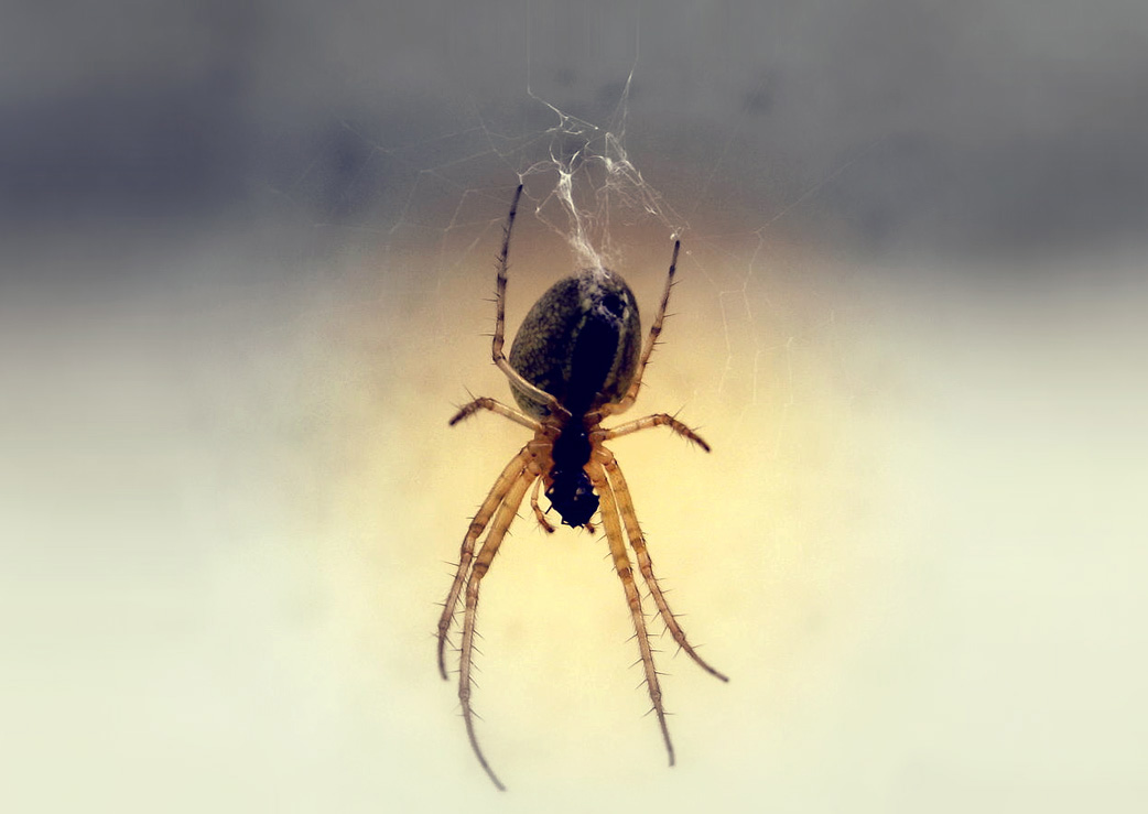 spider