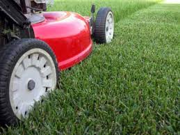 weed control lawn care